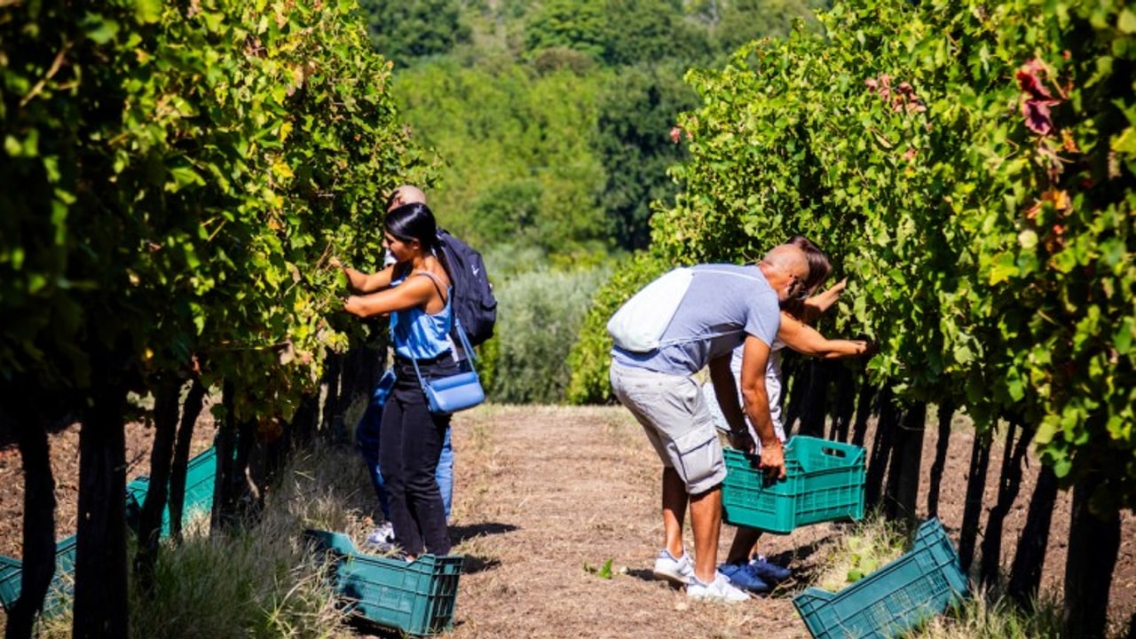 Cantine Aperte in Vendemmia fino al 20 ottobre alla Tenuta Cavalier Pepe