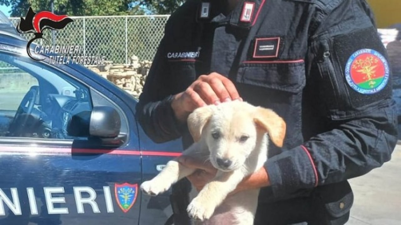 Vendita illegale di cuccioli, denunciato 30enne di Montella