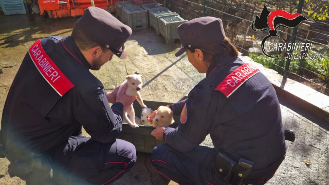 Montefredane, i Carabinieri Forestali recuperano 15 cani abbandonati e salvano 4 cuccioli