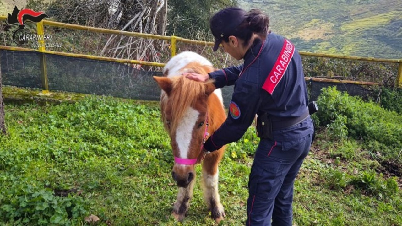 Avellino, i Carabinieri soccorrono tre pony abbandonati in un parco pubblico