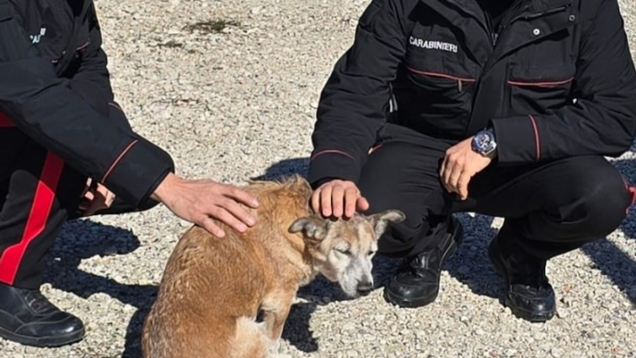 Manocalzati, i Carabinieri soccorrono un cagnolino ferito sulla strada