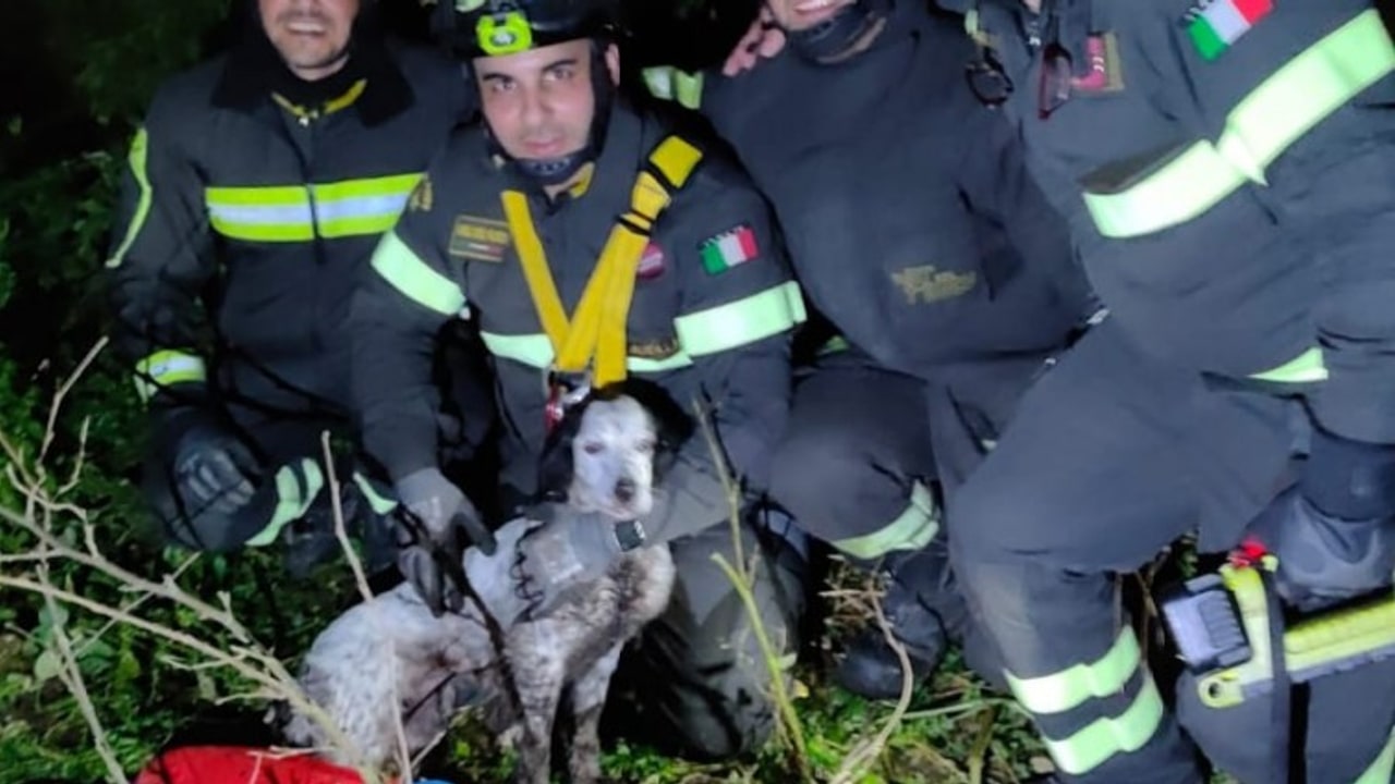 Salza Irpina, setter cade in una vasca: salvato dai Vigili del fuoco