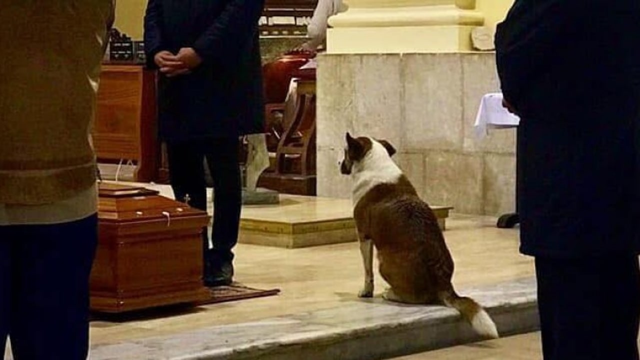 Volturara Irpina, un dog park dedicato a Sally, la cagnolina dei funerali