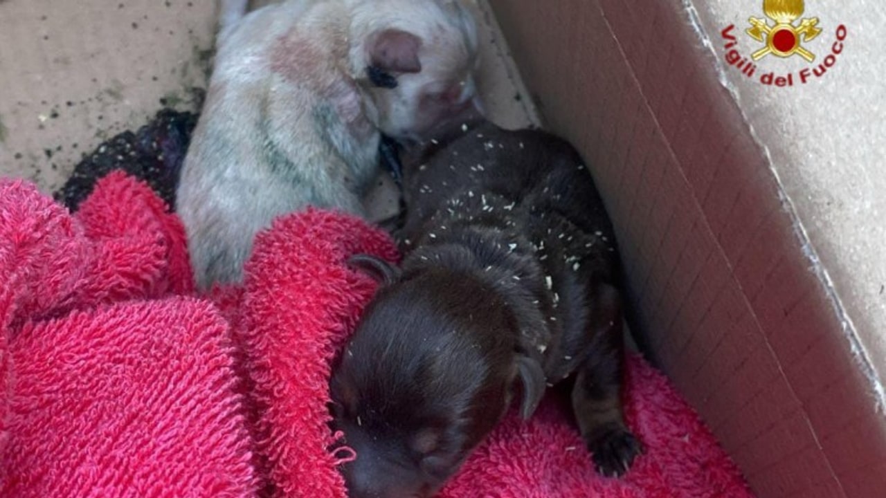 Mercogliano, i Vigili del fuoco salvano una cagnolina e due cuccioli in un canale