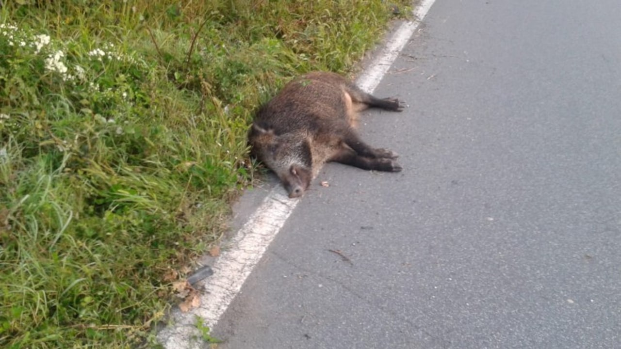 Ariano Irpino, investe cinghiale sulla Statale 90: ferito motociclista