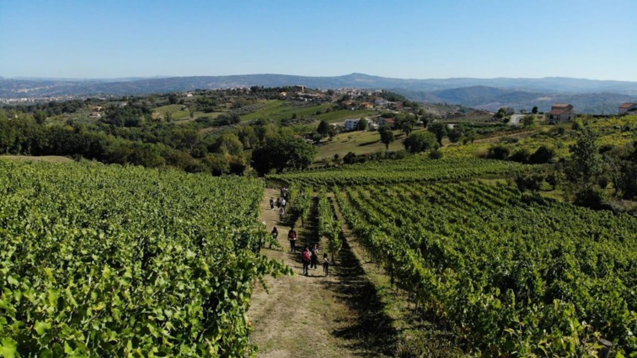Lapio “patria del Fiano”: arriva la quattordicesima edizione di Fiano Love Fest