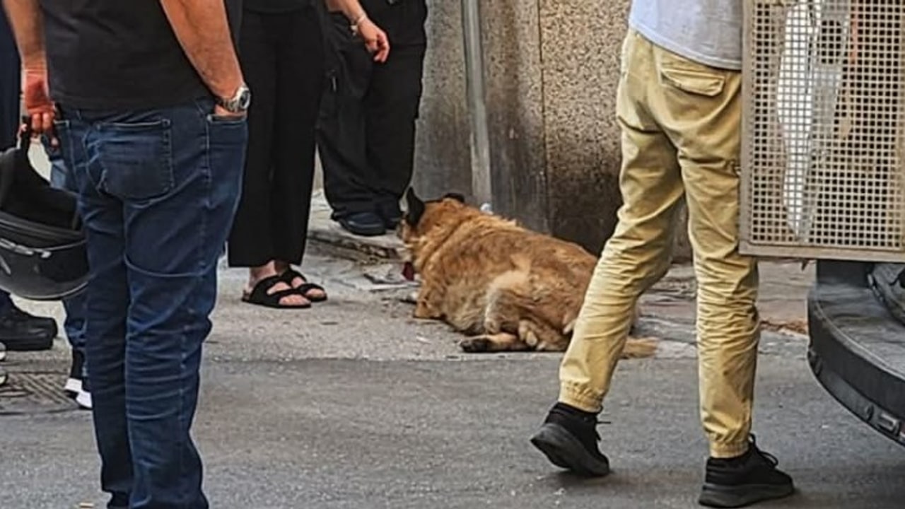 Pippo investito in pieno centro: frattura della zampa sinistra e caduta di un dente per il cane di quartiere