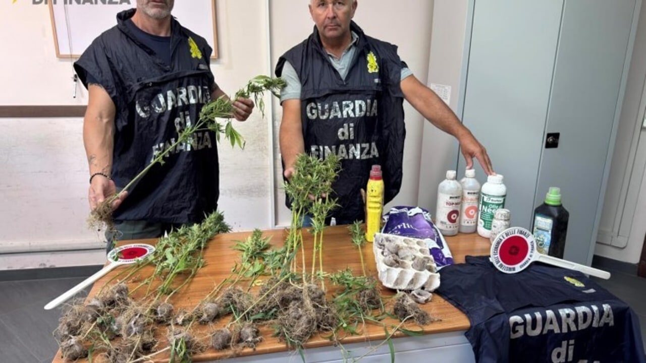 La Guardia di Finanza sequestra piantagione di marijuana nel Montorese