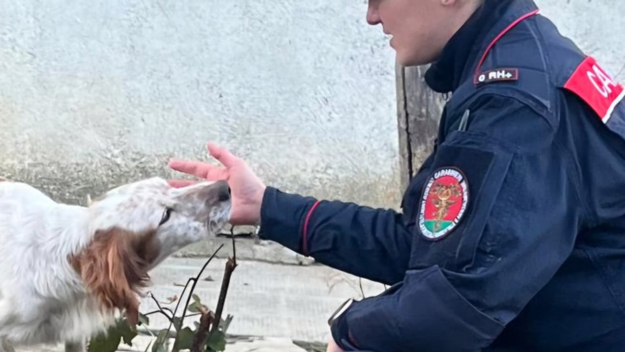 Senerchia, tre cani morti in un box: due denunce