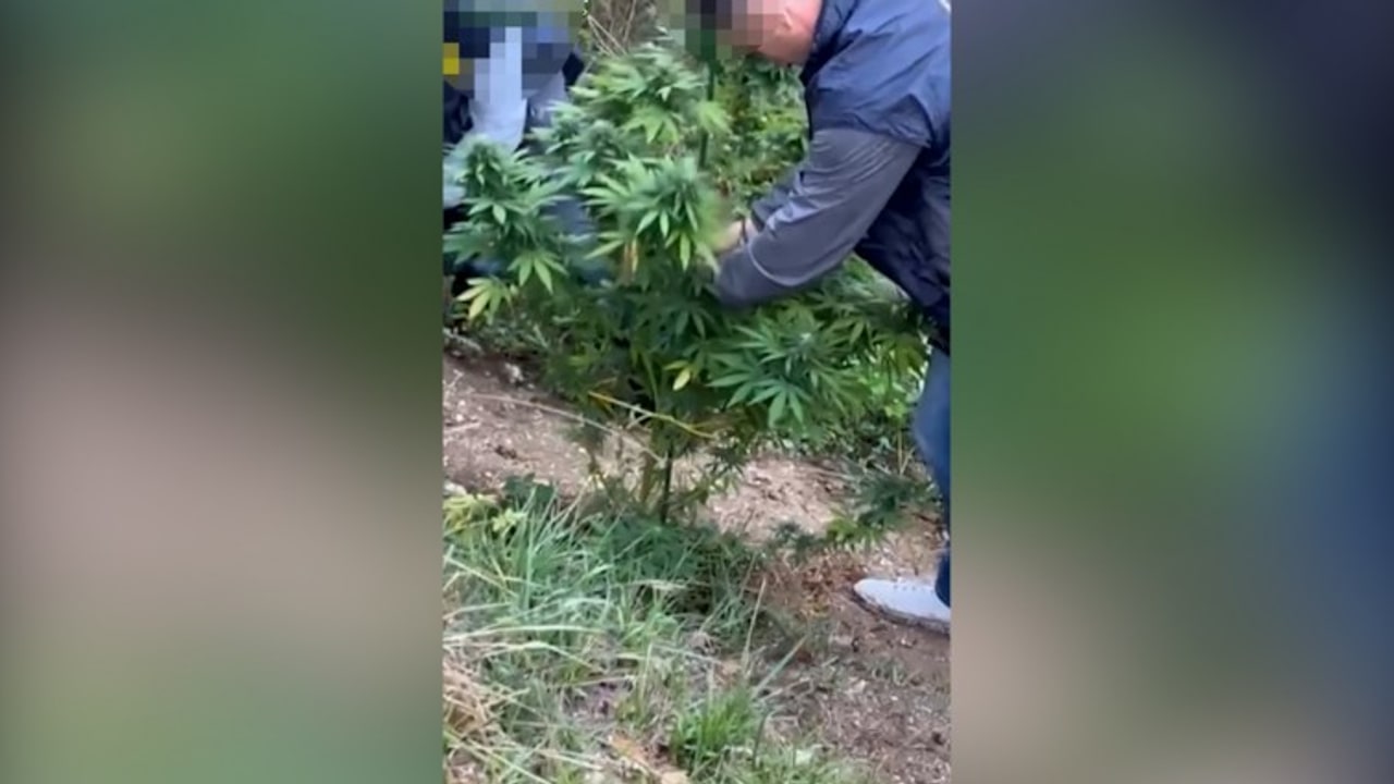 Guardia di Finanza, sequestrate piante di marijuana nel Montorese: due denunce