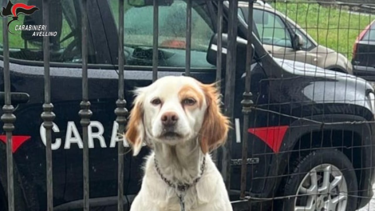 Maltrattamento di tre cani meticci, i Carabinieri di Grottaminarda denunciano tre persone
