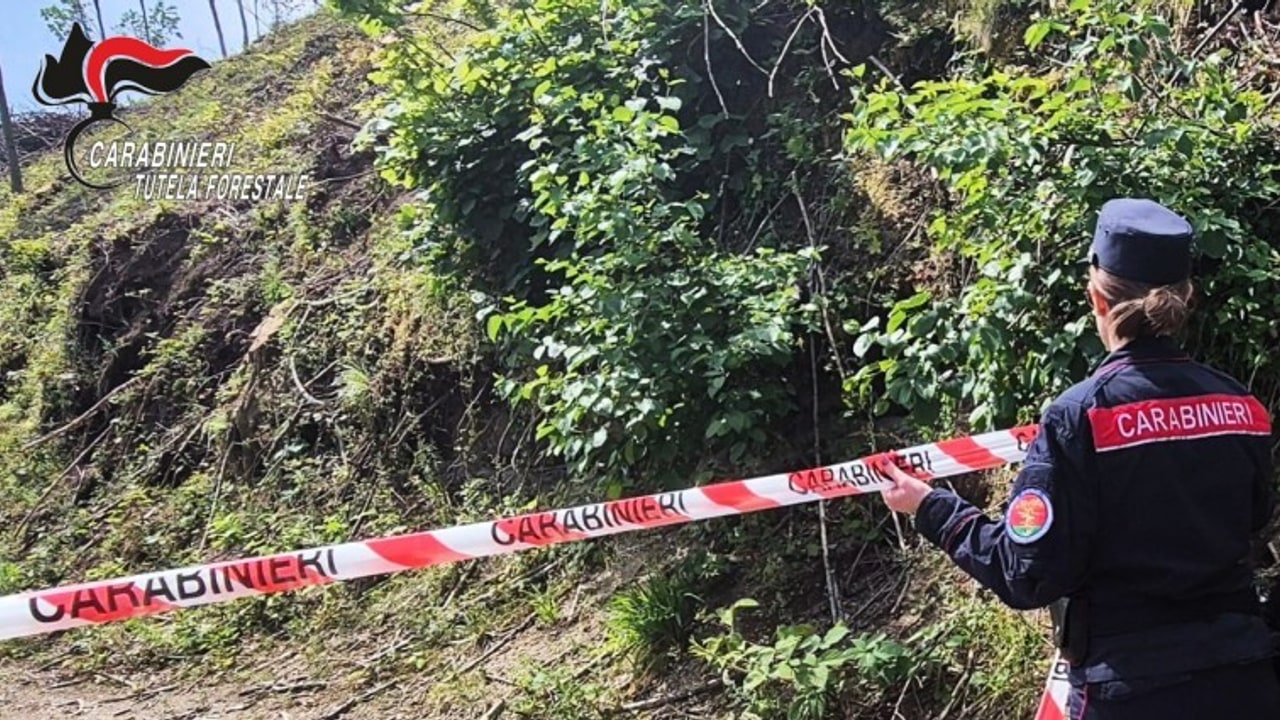 Monteforte irpino, distrugge un bosco ceduo: 50enne denunciato dai Carabinieri