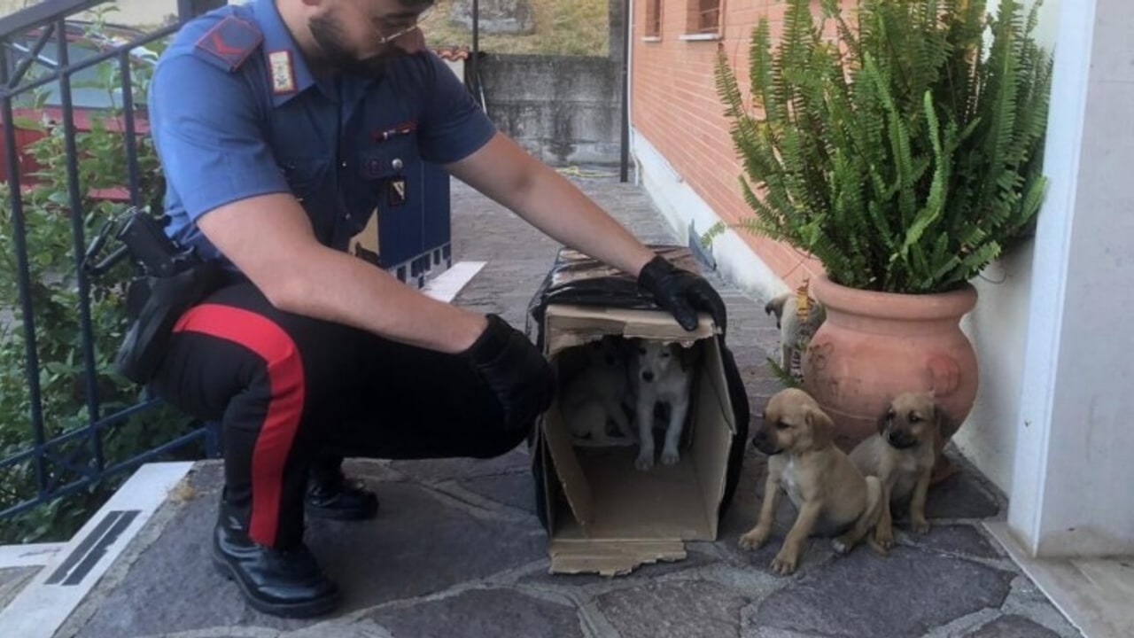 Sturno, i Carabinieri salvano cinque cuccioli abbandonati