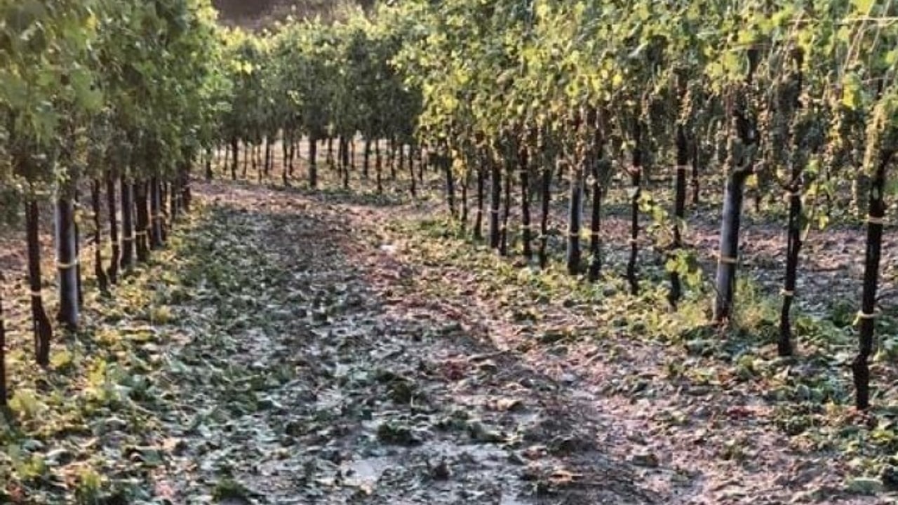Grandinate nella Valle del Sabato, danni a vigneti e noccioleti: chiesto stato di calamità a Regione e Governo