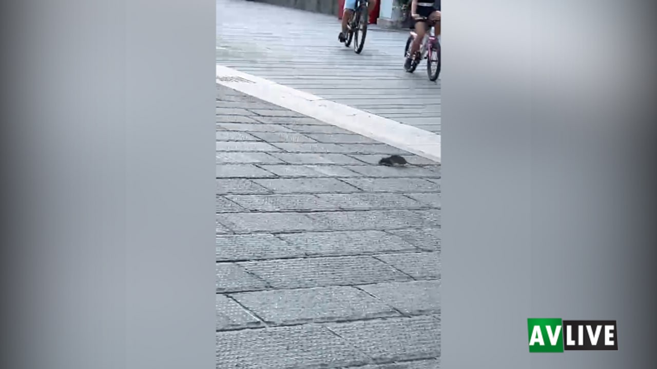 Avellino, topo a spasso lungo il Corso
