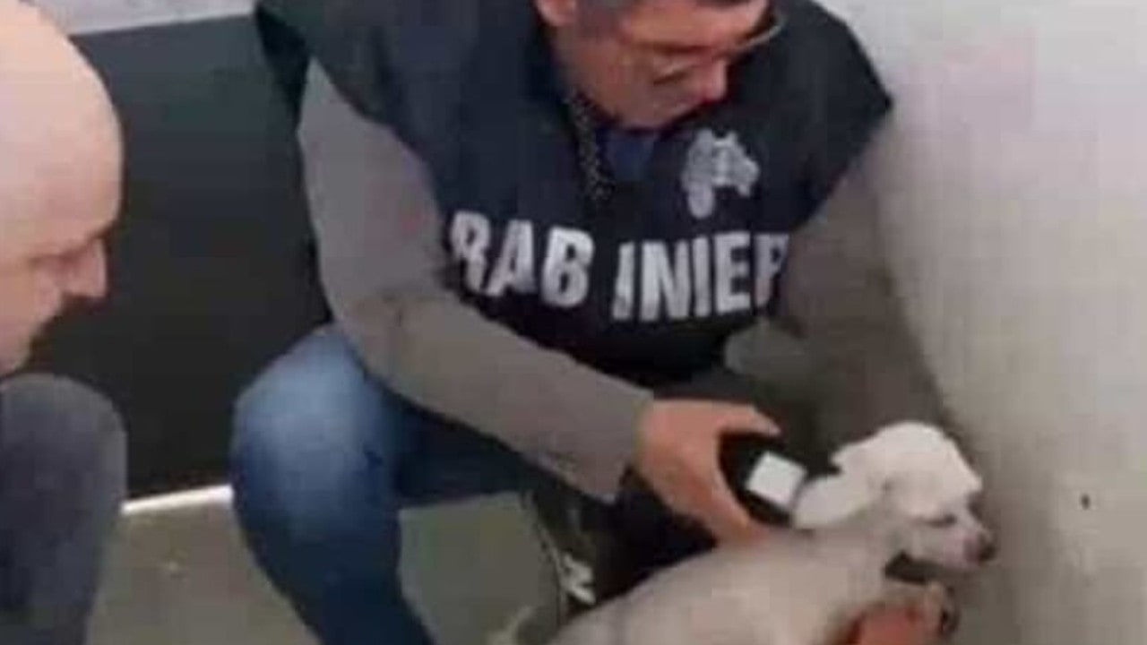 Avellino, i Nas scoprono ambulatorio veterinario abusivo in un negozio di pet food